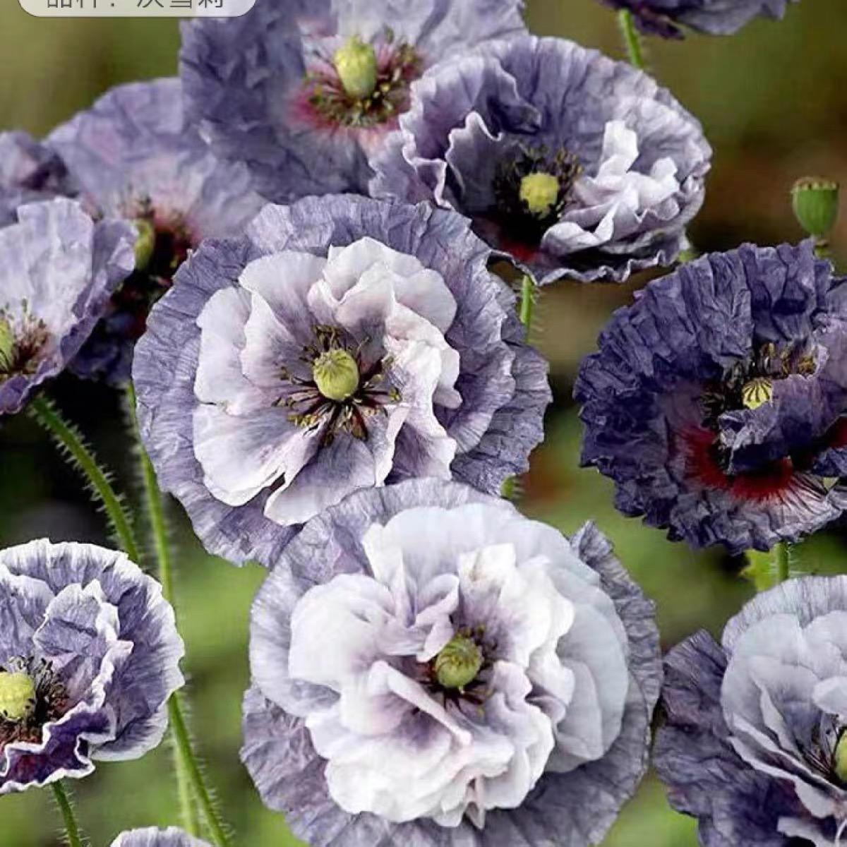 Poppy Seeds Color purple gradient