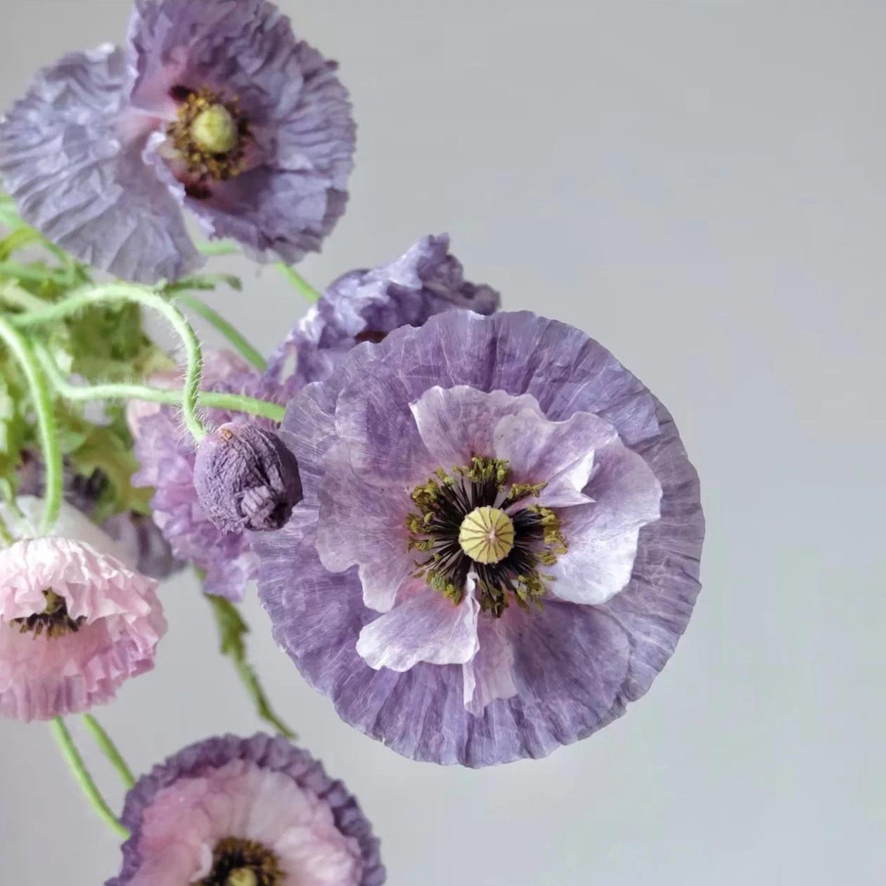 Poppy Seeds Color purple gradient