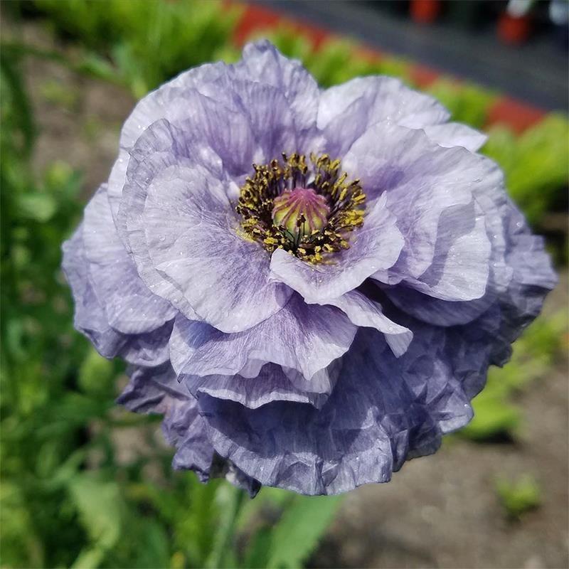 Poppy Seeds Color purple gradient