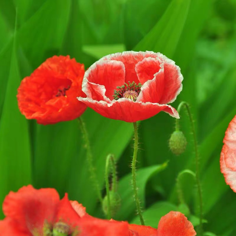 Poppy Seeds Color Red and white border