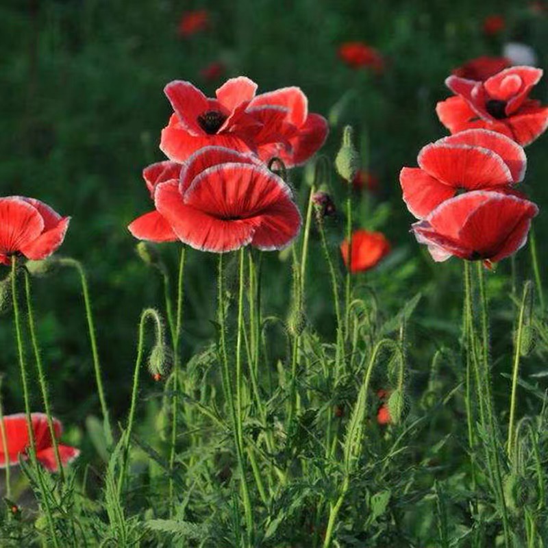 Poppy Seeds Color Red and white border