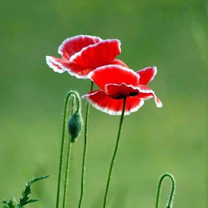 Poppy Seeds Color Red and white border