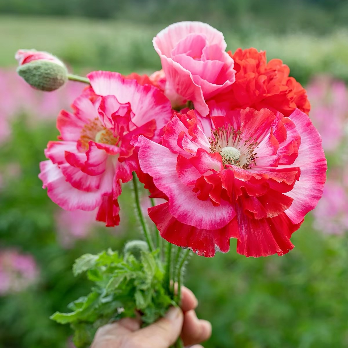 Poppy Seeds Color pink gradient