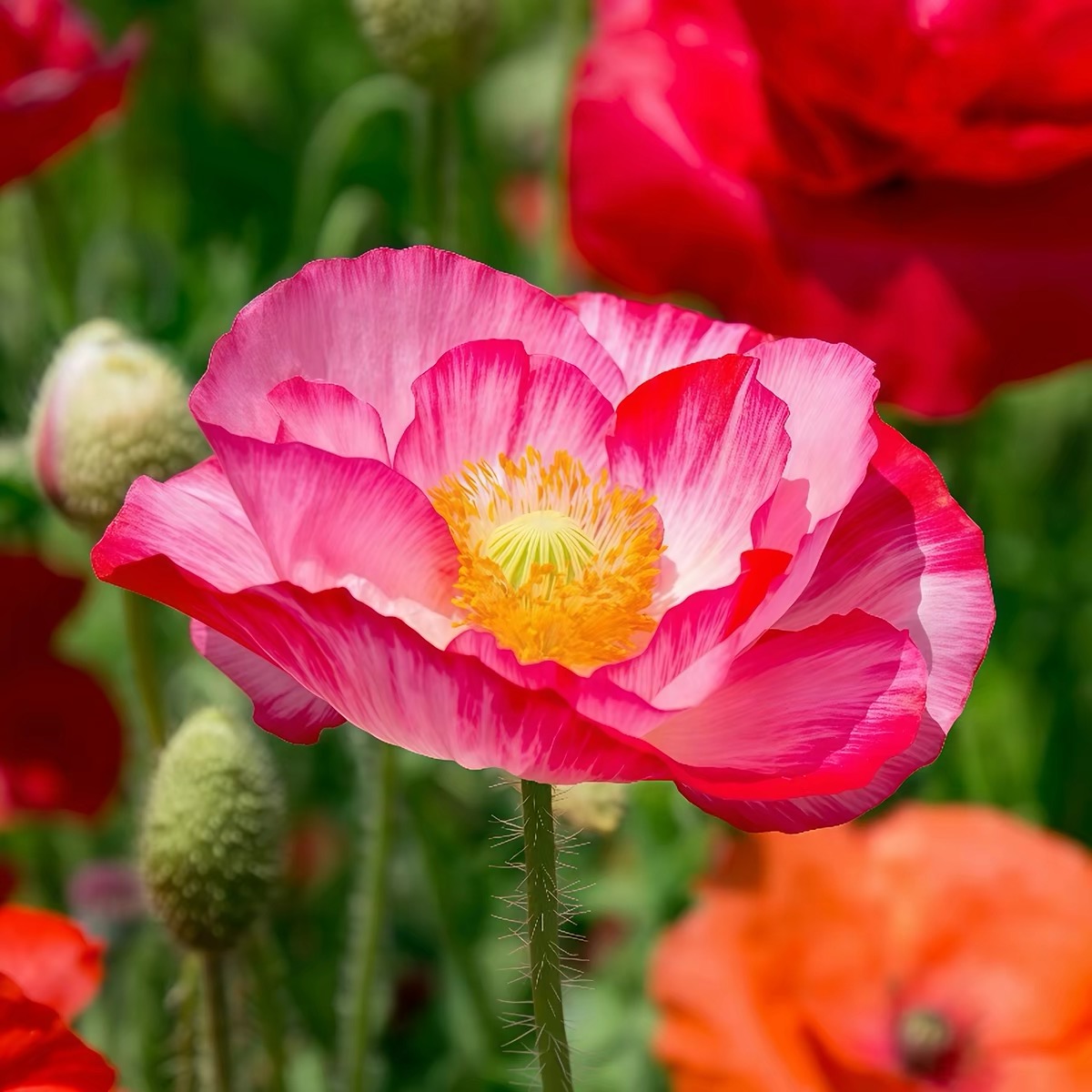 Poppy Seeds Color pink gradient