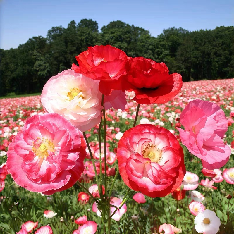 Poppy Seeds Color pink gradient