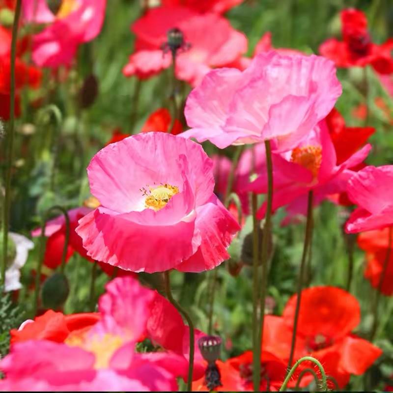 Poppy Seeds Color pink gradient