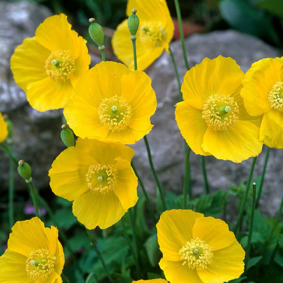 Poppy Seeds Color Yellow