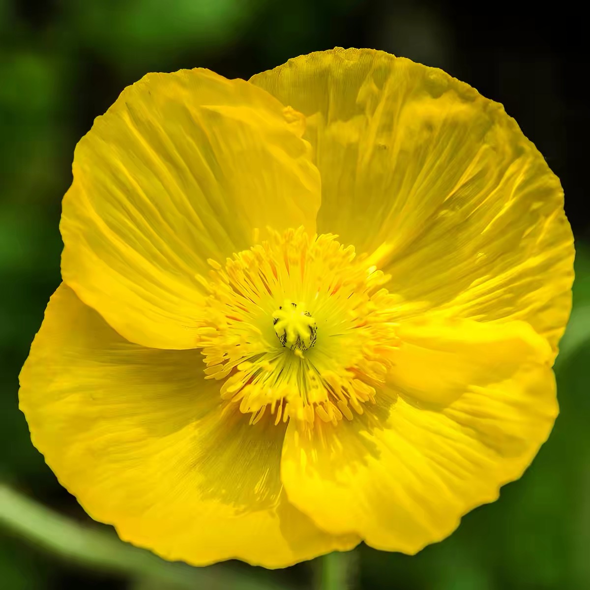 Poppy Seeds Color Yellow