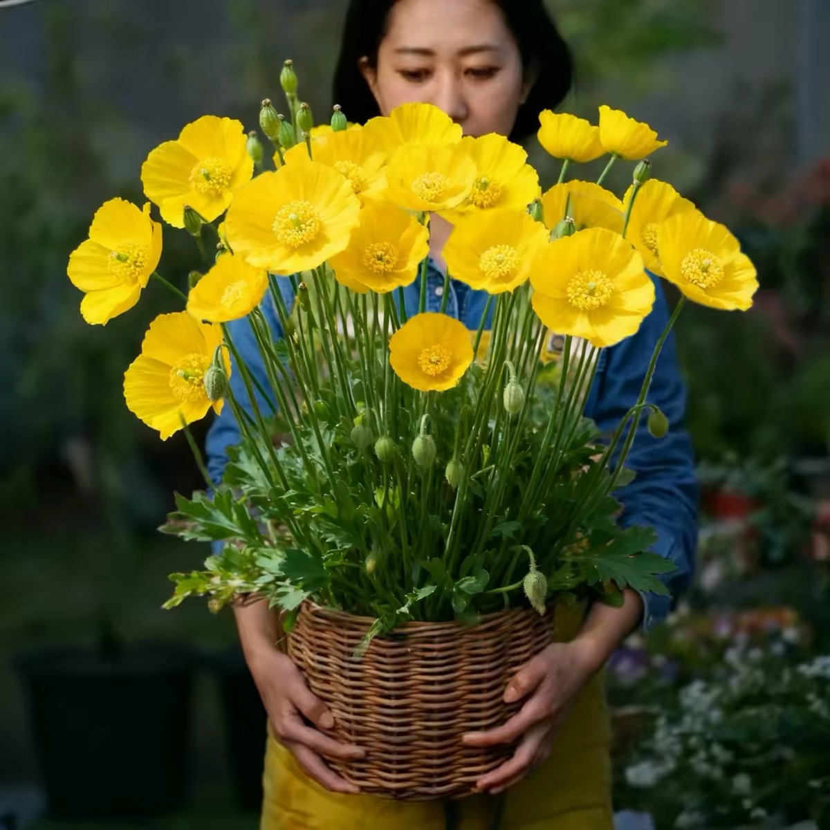 Poppy Seeds Color Yellow