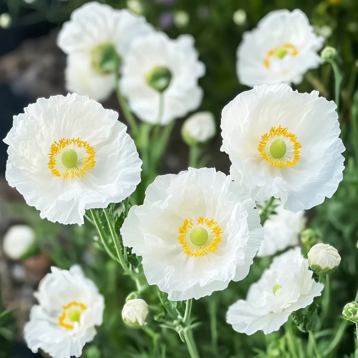 Poppy Seeds Color White