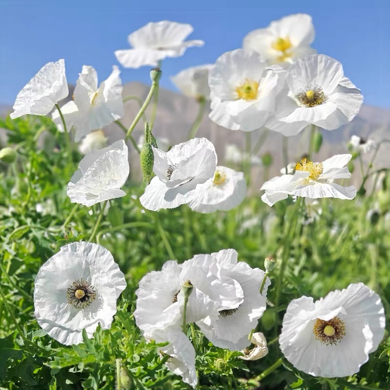 Poppy Seeds Color White