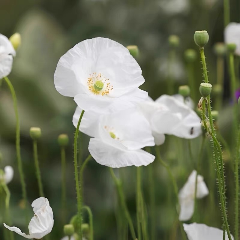 Poppy Seeds Color White