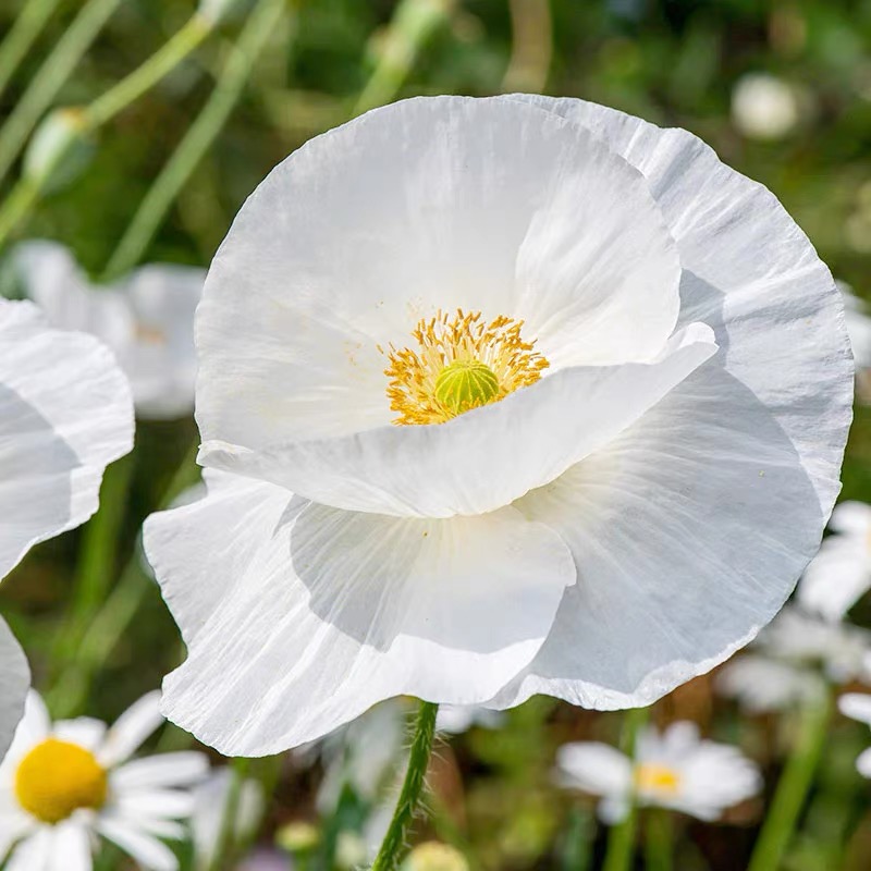 Poppy Seeds Color White