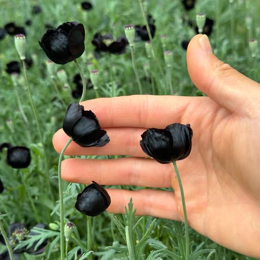 Poppy Seeds Color black