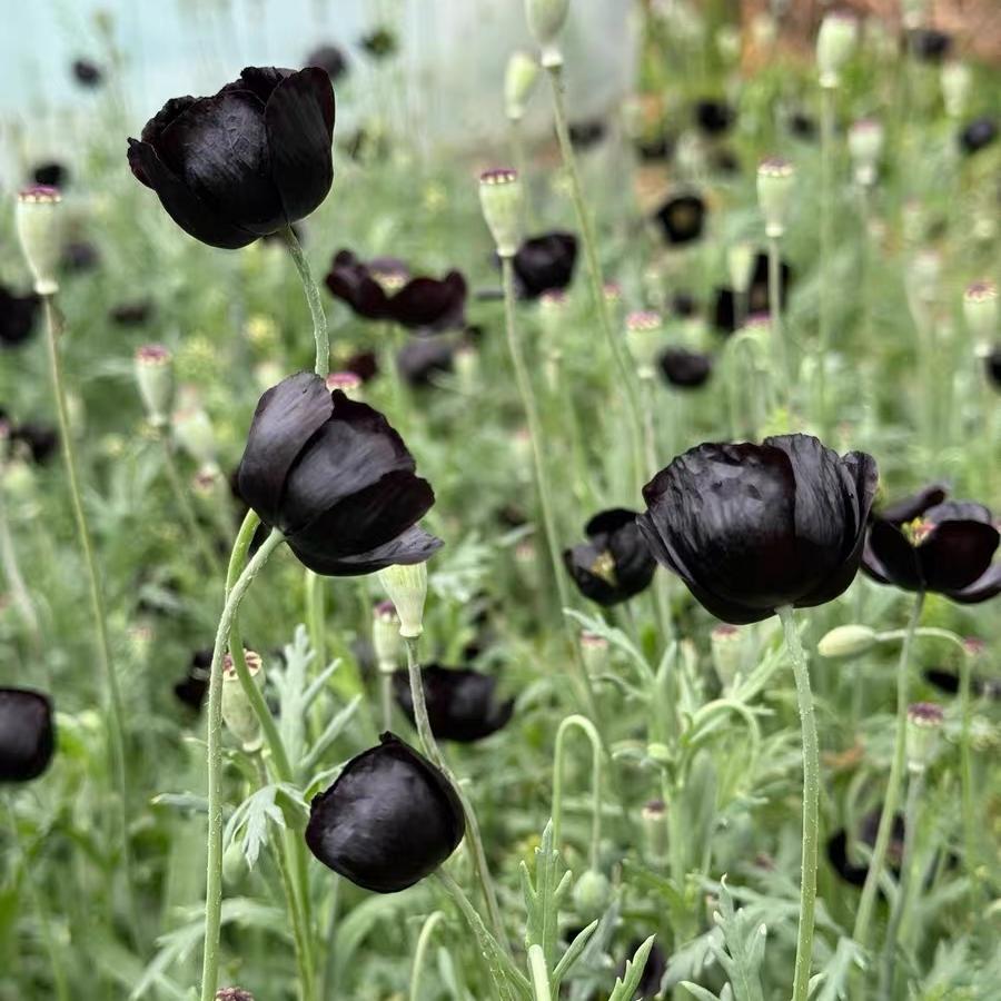 Poppy Seeds Color black