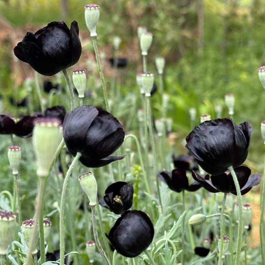 Poppy Seeds Color black