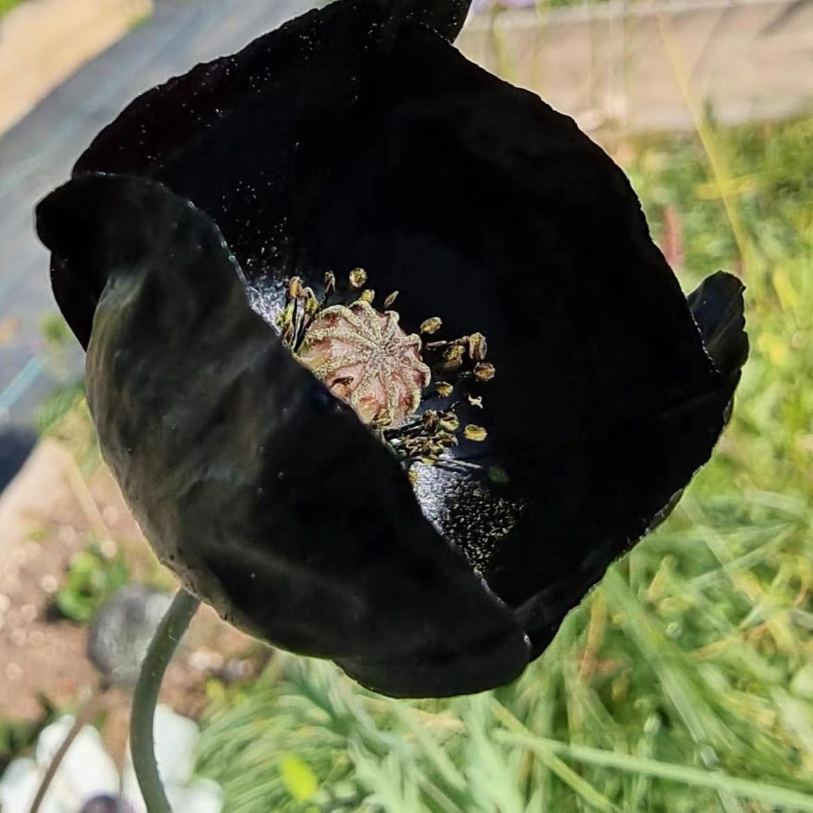 Poppy Seeds Color black