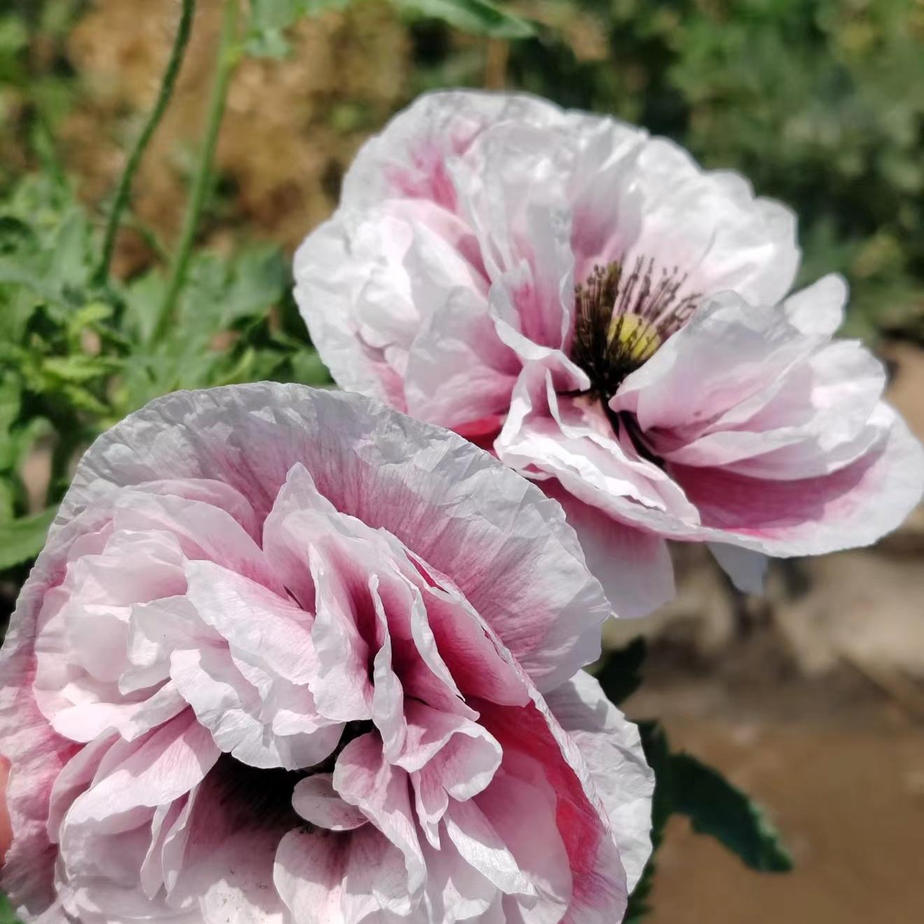 Poppy Seeds Color purple gradient 2 