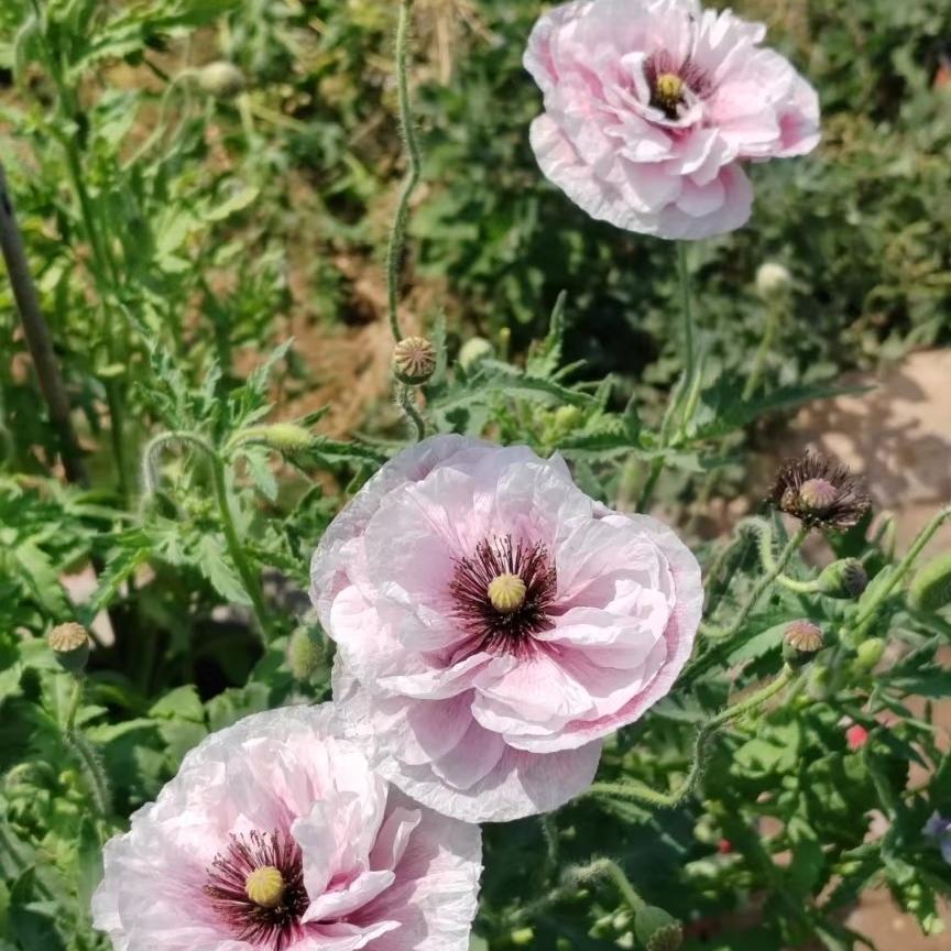 Poppy Seeds Color purple gradient 2 