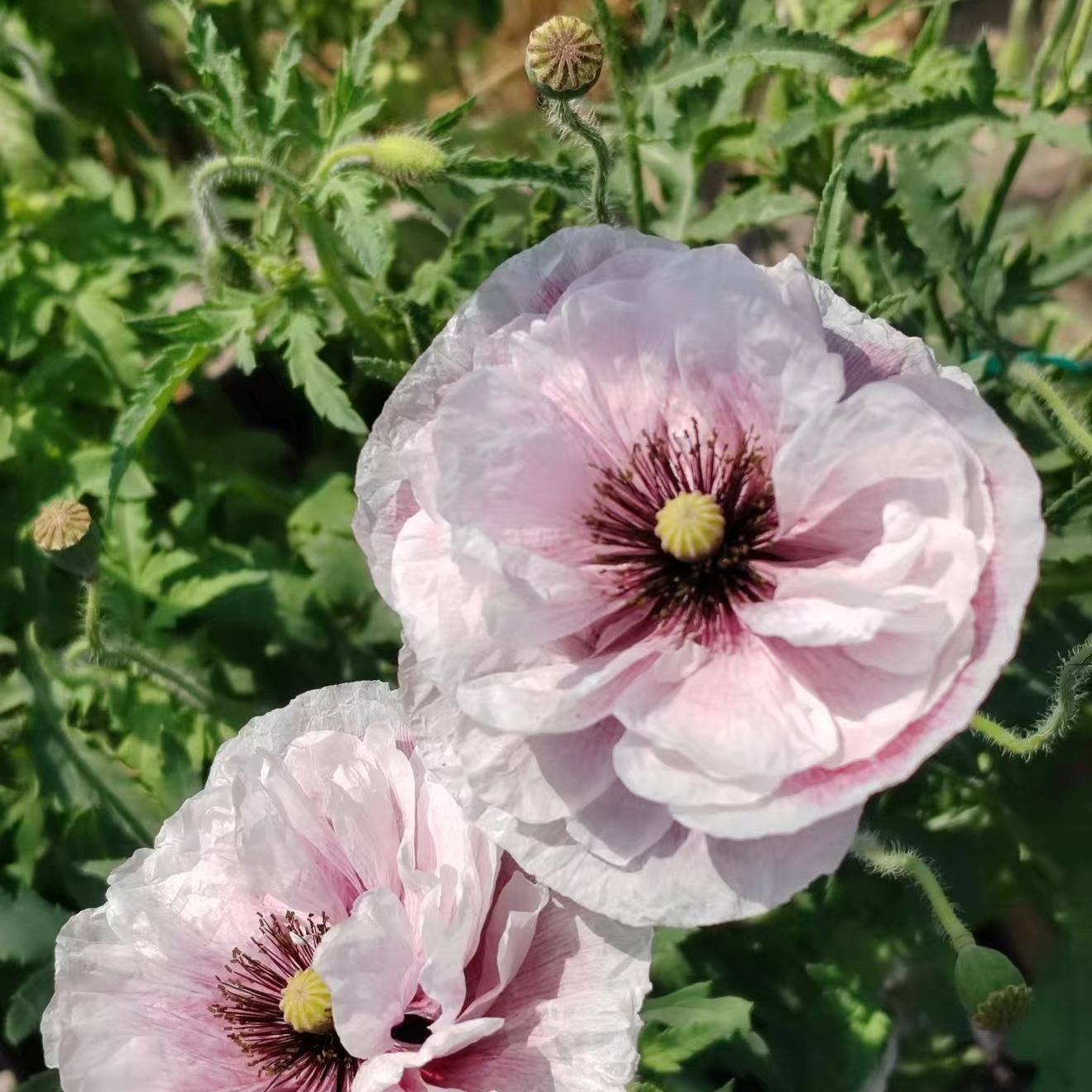 Poppy Seeds Color purple gradient 2 