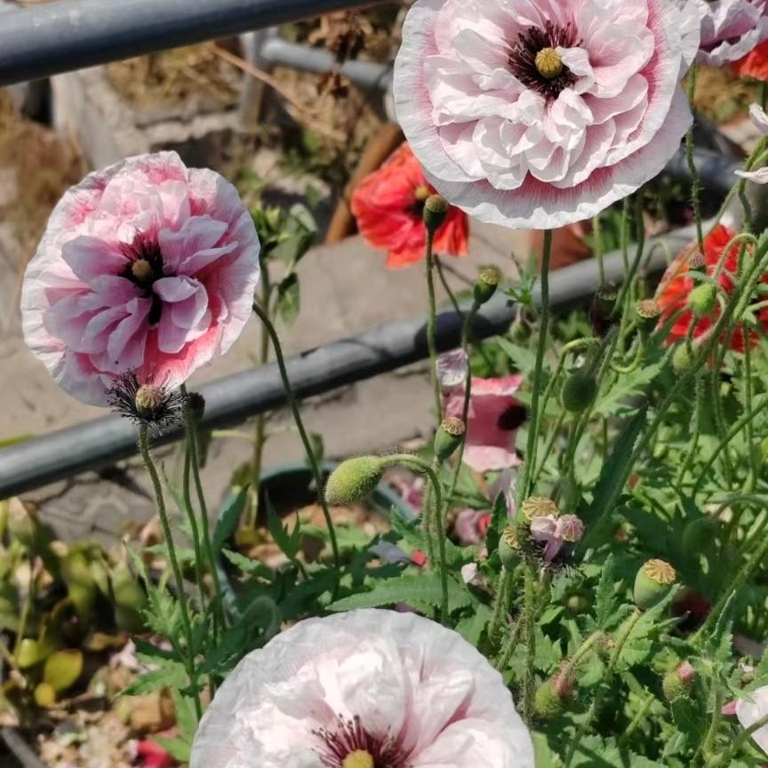 Poppy Seeds Color purple gradient 2 