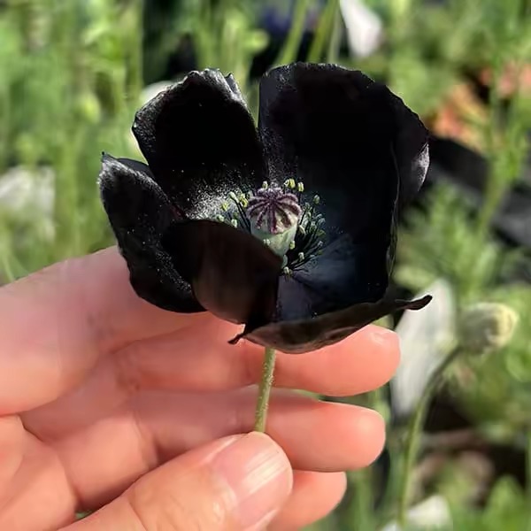 Poppy Seeds Color black