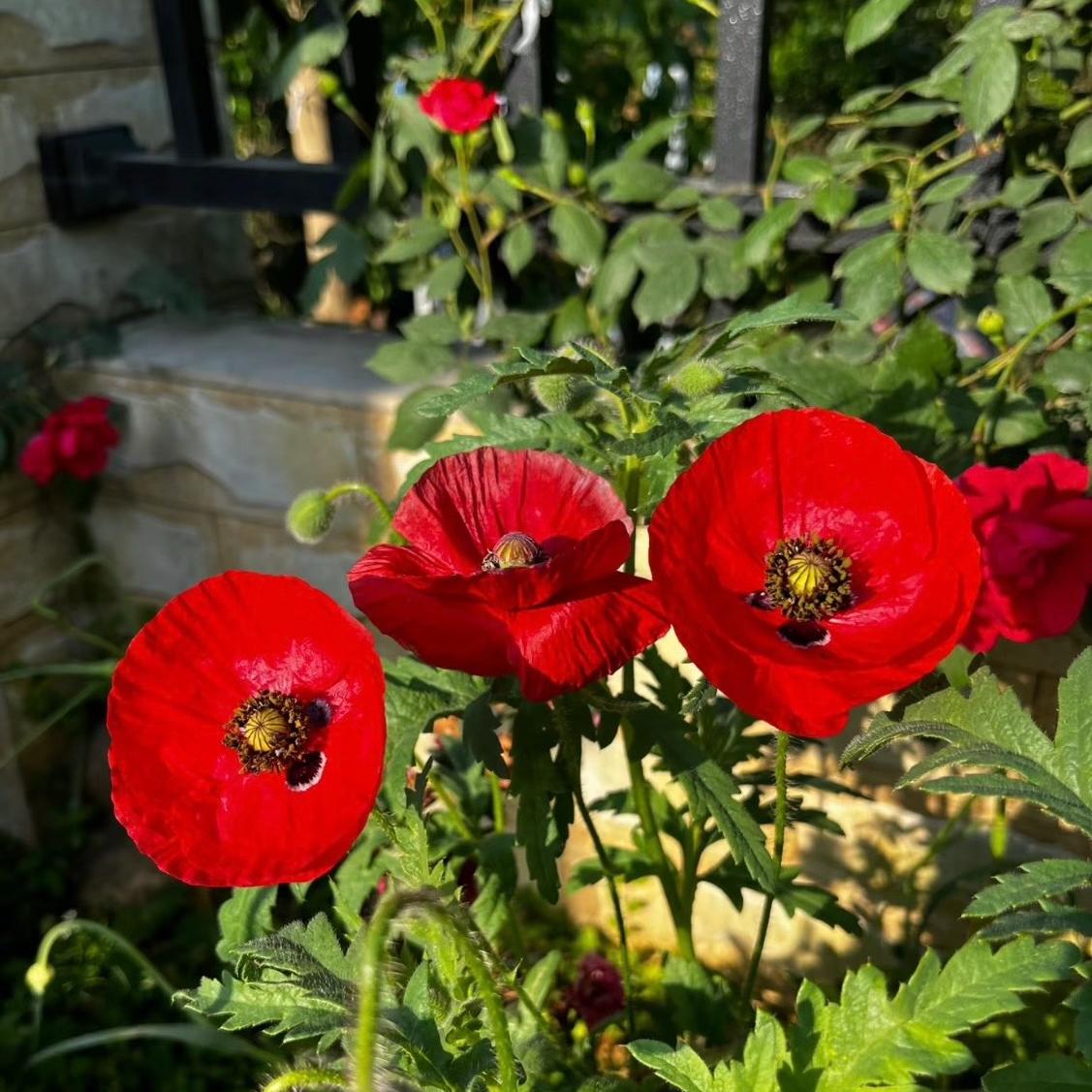 Poppy Seeds Color red