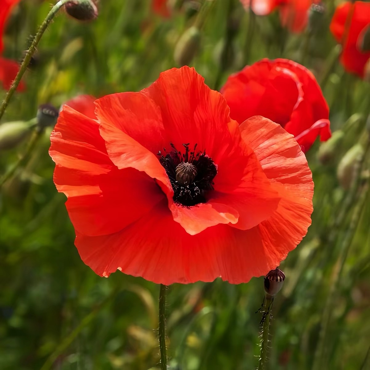 Poppy Seeds Color red