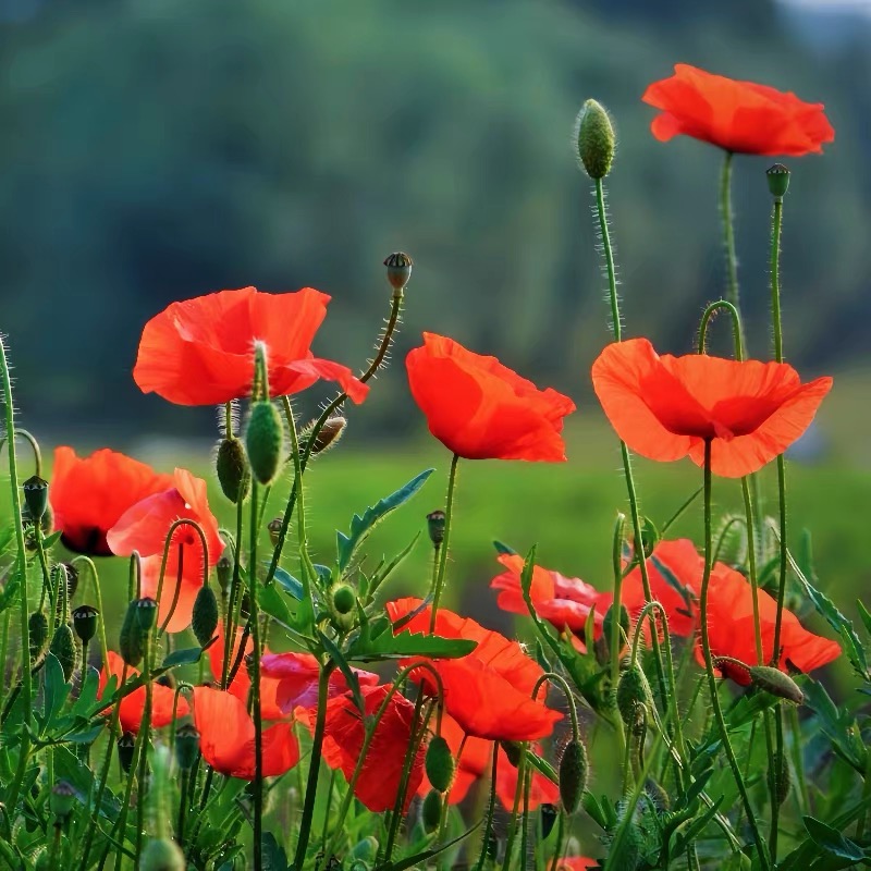 Poppy Seeds Color red