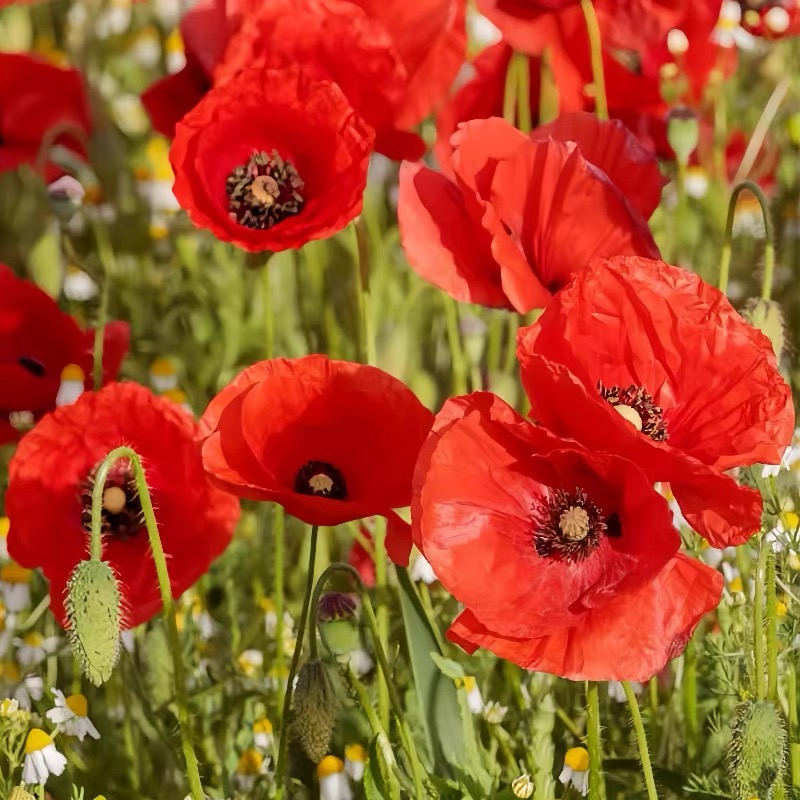 Poppy Seeds Color red