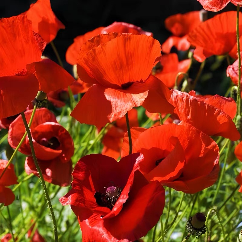 Poppy Seeds Color red