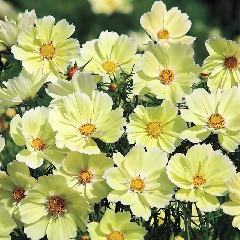 Cosmos  seeds Color Yellow