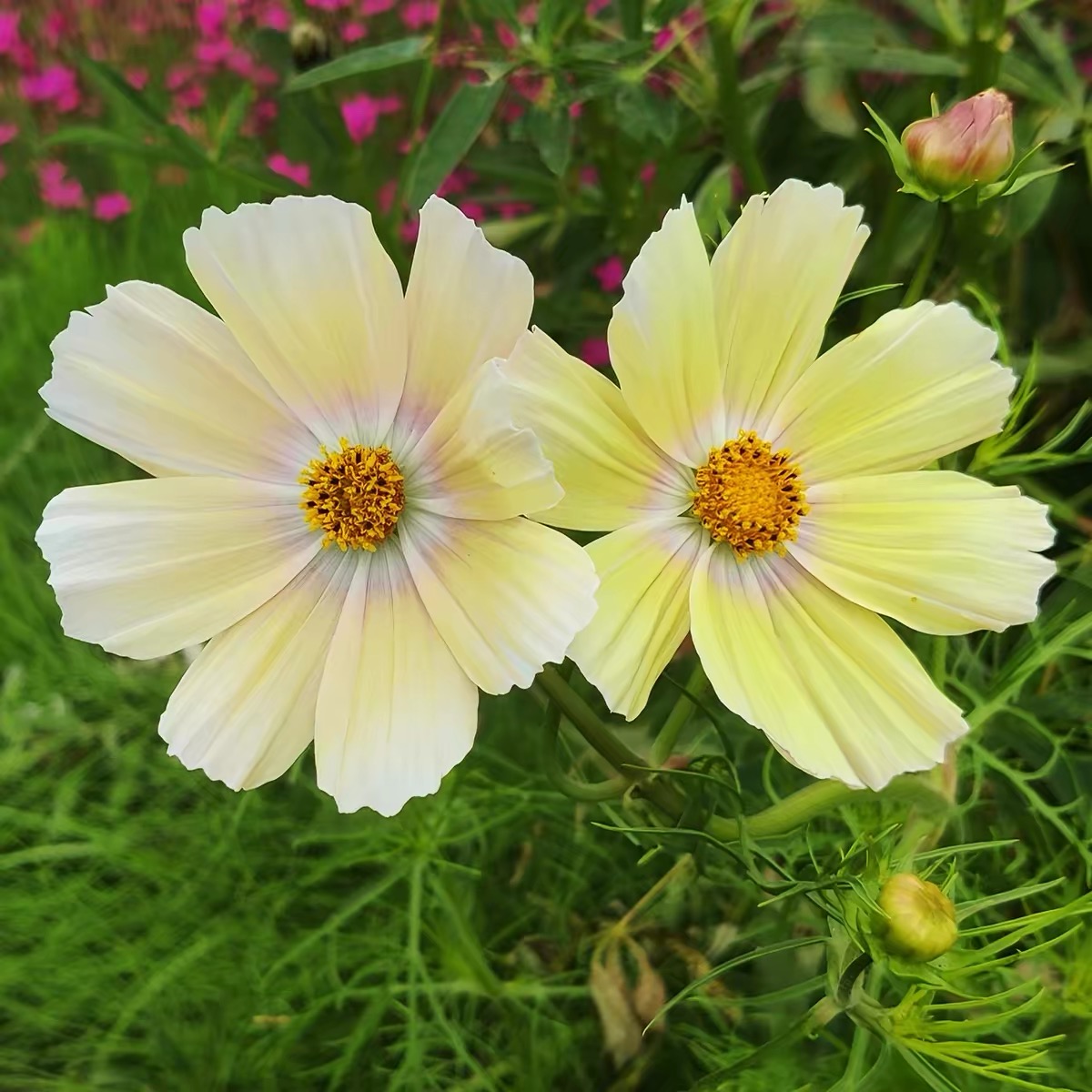 Cosmos  seeds Color Yellow