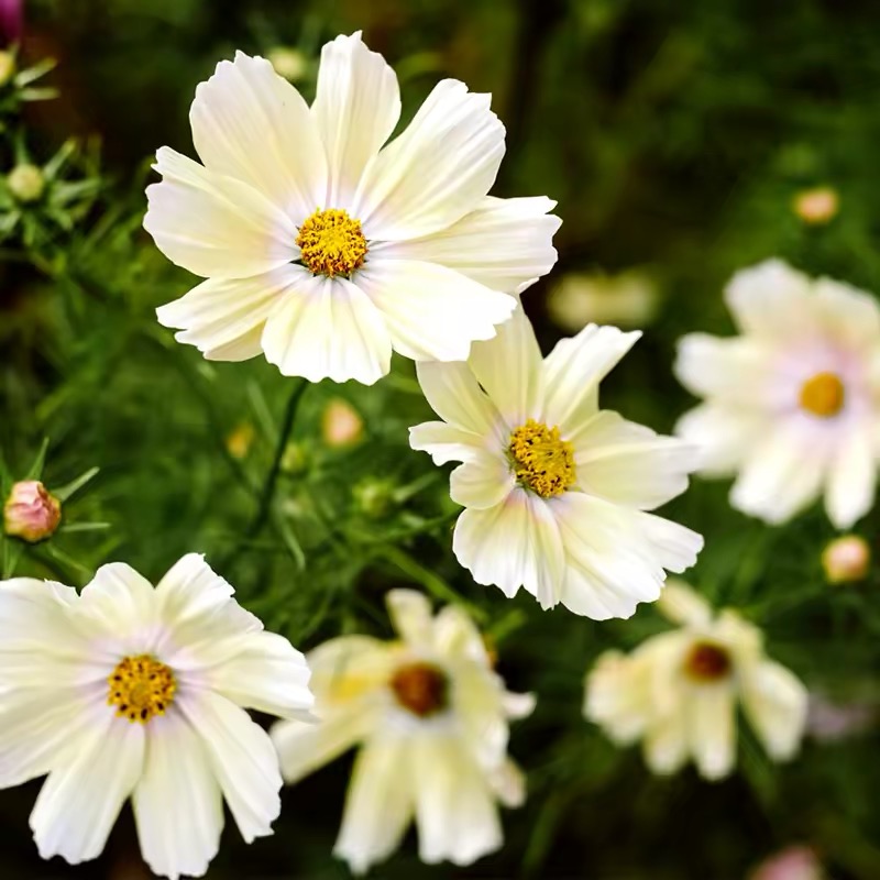 Cosmos  seeds Color Yellow