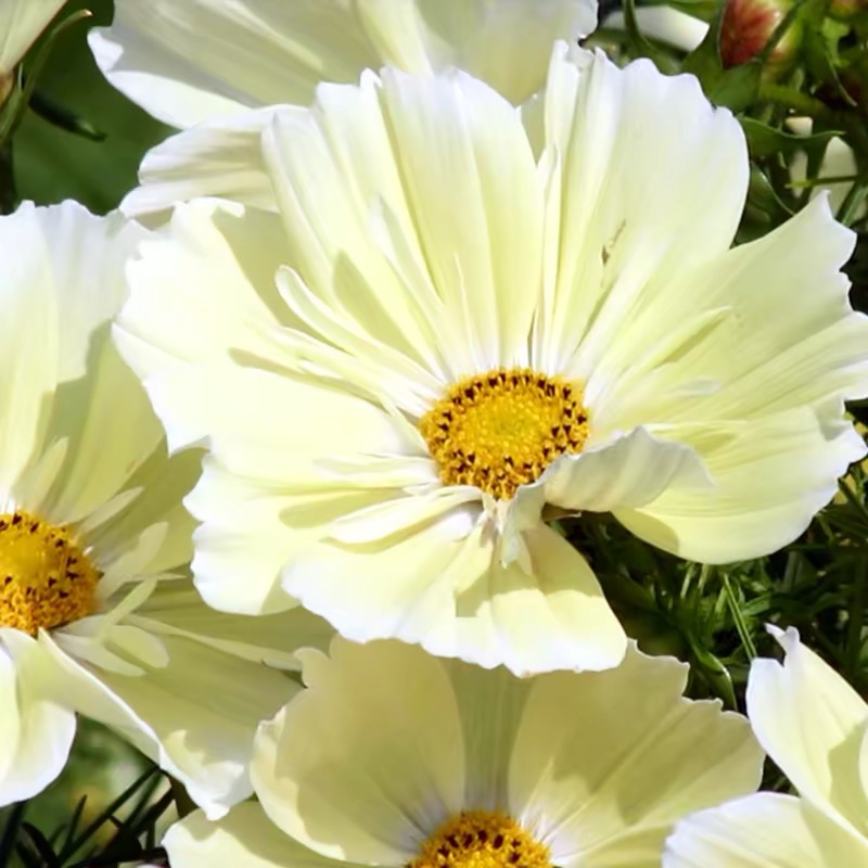 Cosmos  seeds Color Yellow