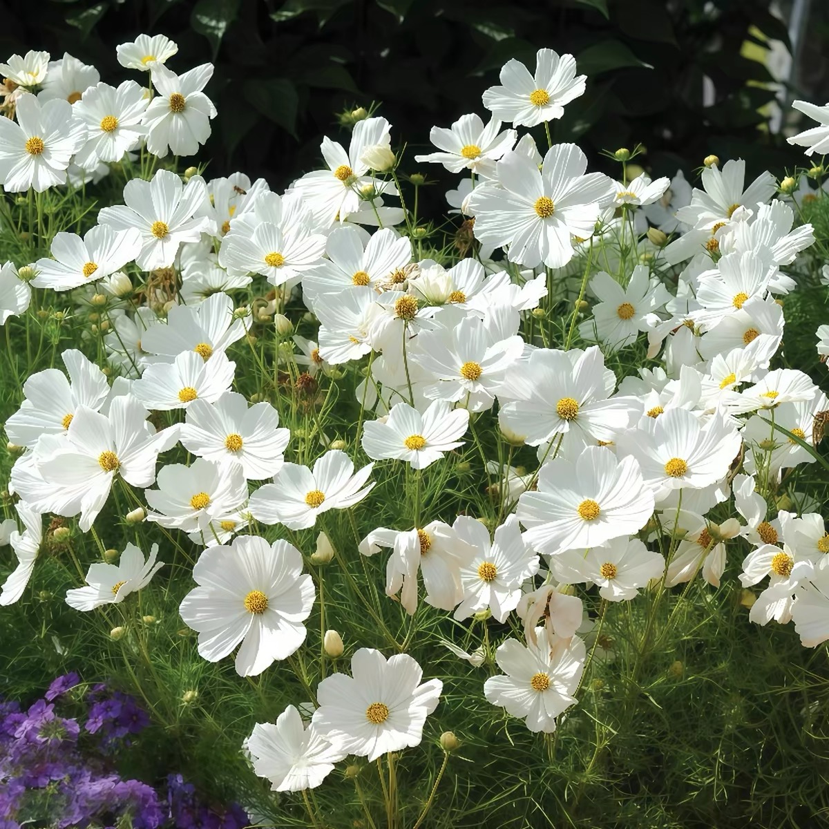 Cosmos  seeds Color White