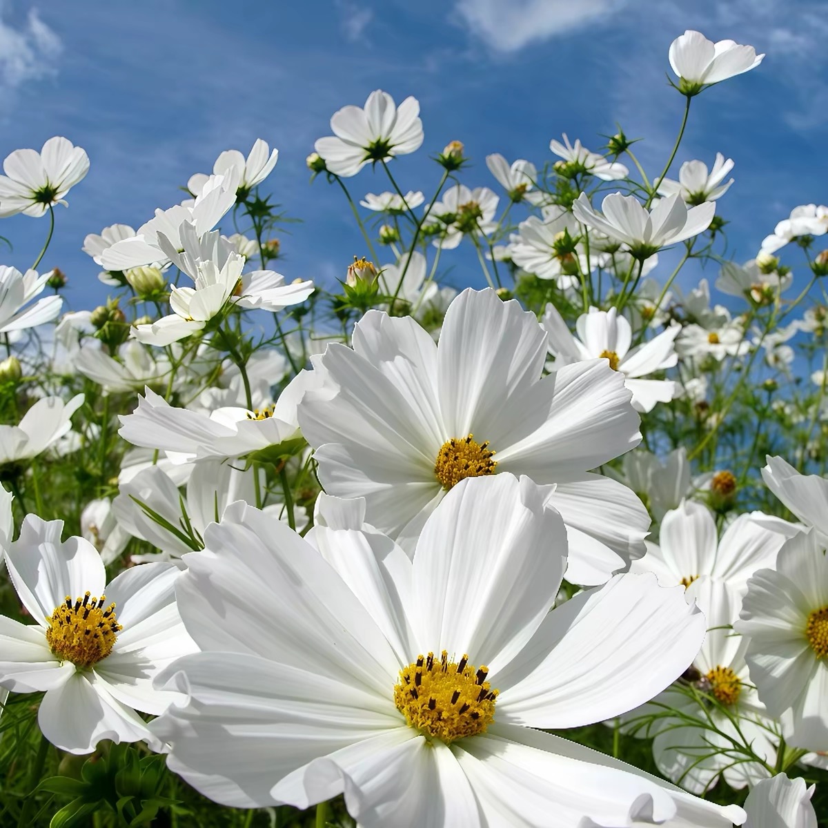 Cosmos  seeds Color White
