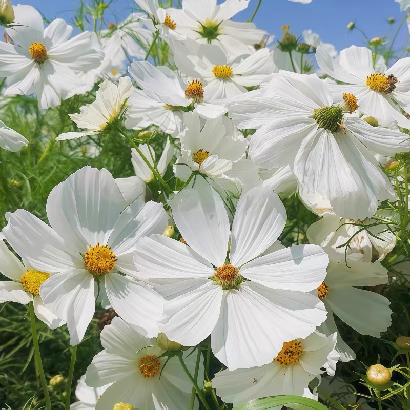 Cosmos  seeds Color White