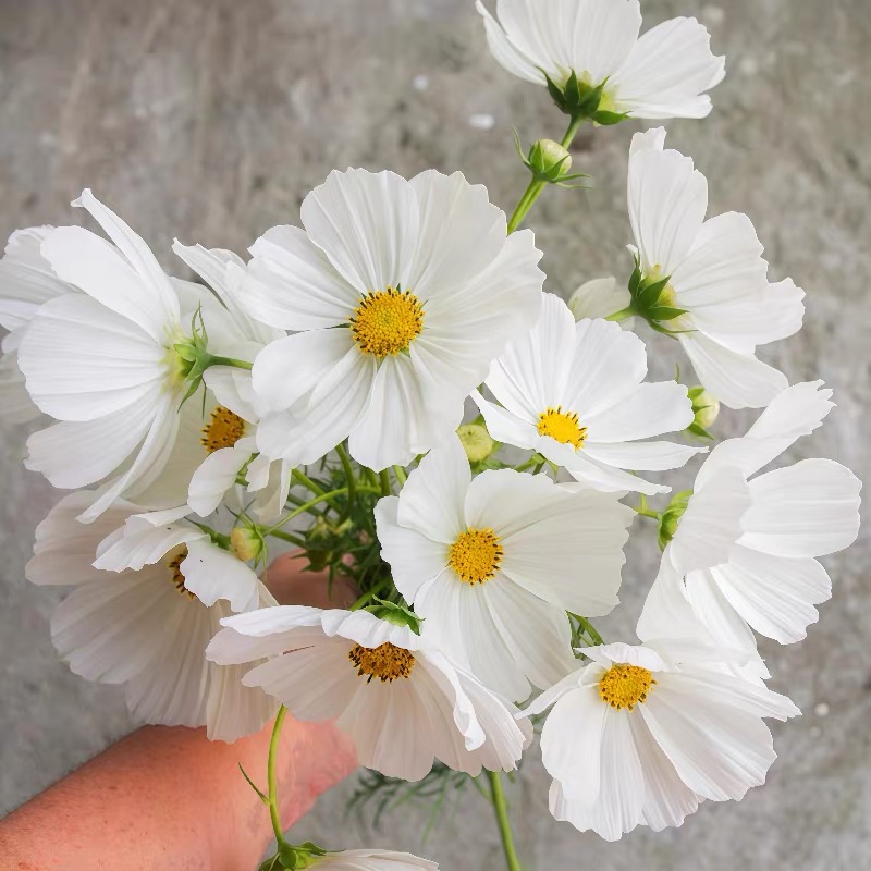 Cosmos  seeds Color White