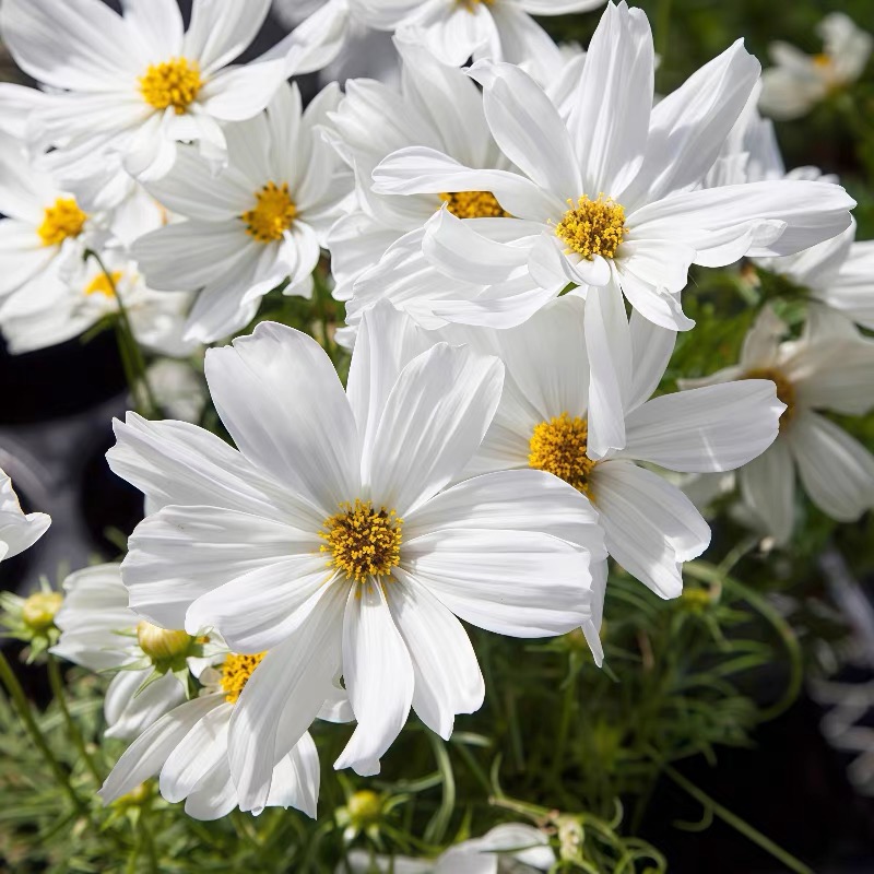 Cosmos  seeds Color White