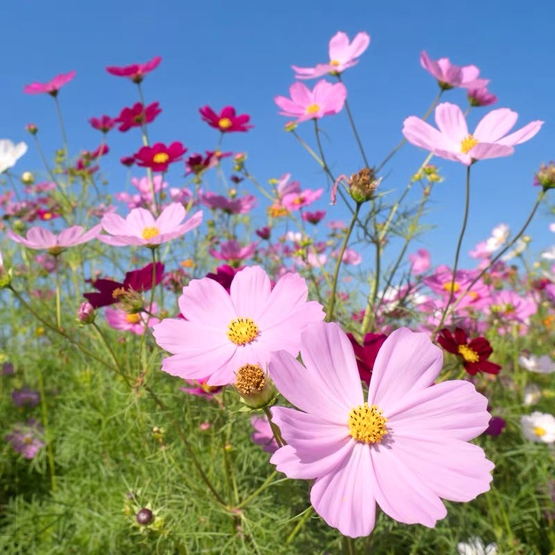 Cosmos  seeds Color Purple