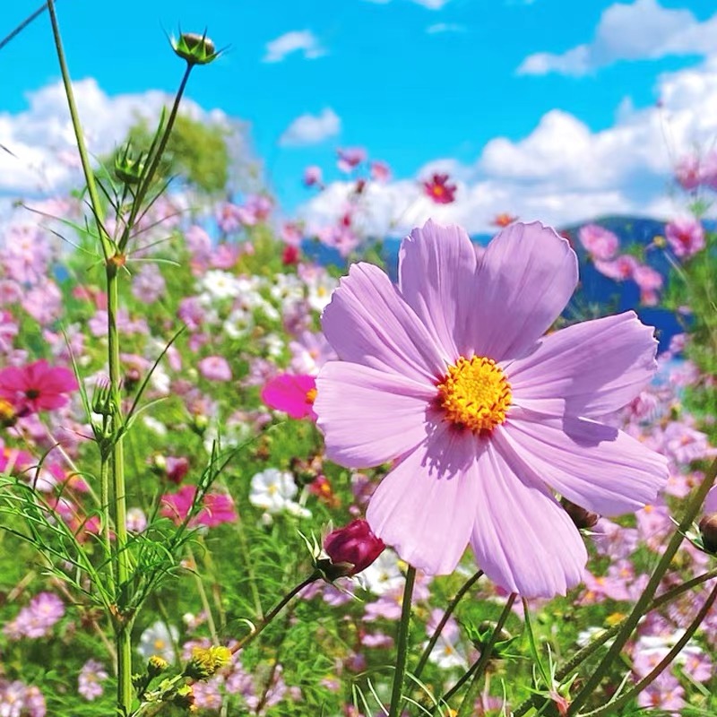 Cosmos  seeds Color Purple