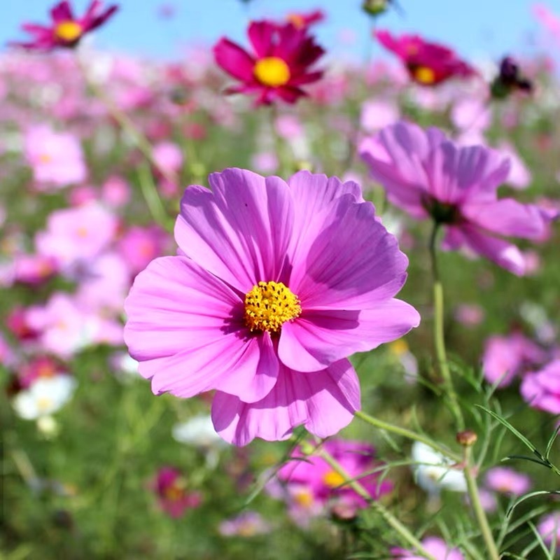 Cosmos  seeds Color Purple