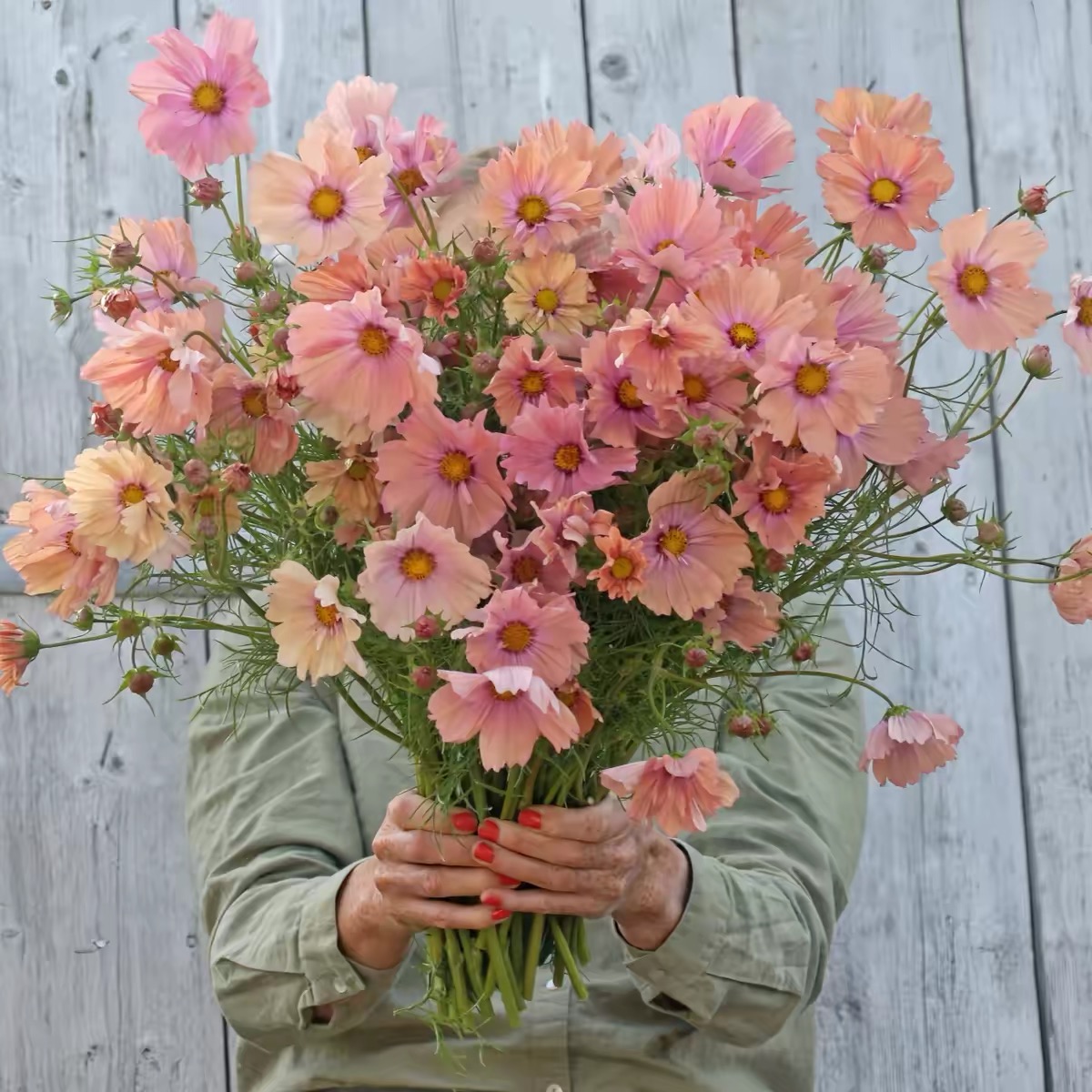 Cosmos  seeds Color pink