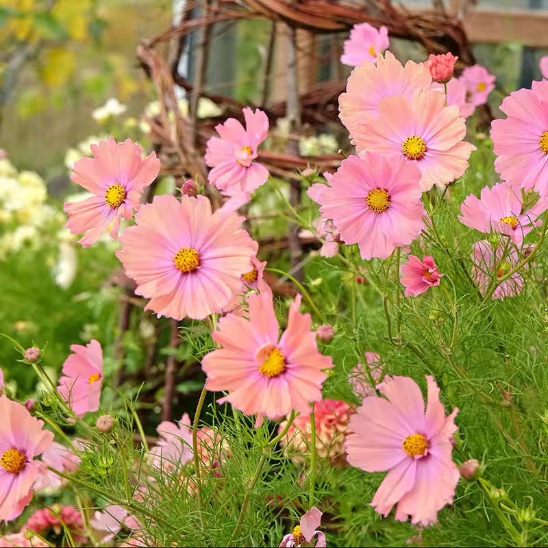 Cosmos  seeds Color pink