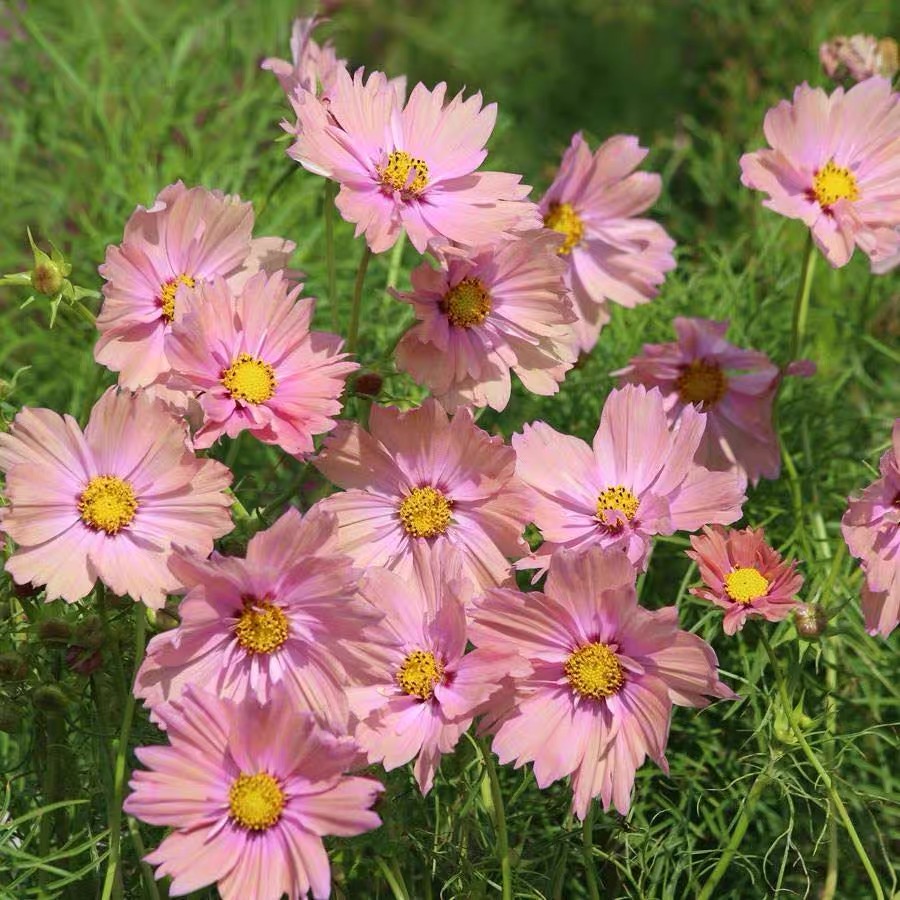 Cosmos  seeds Color pink