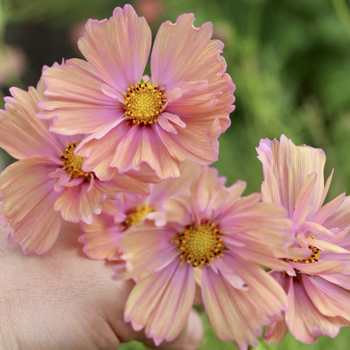 Cosmos  seeds Color pink