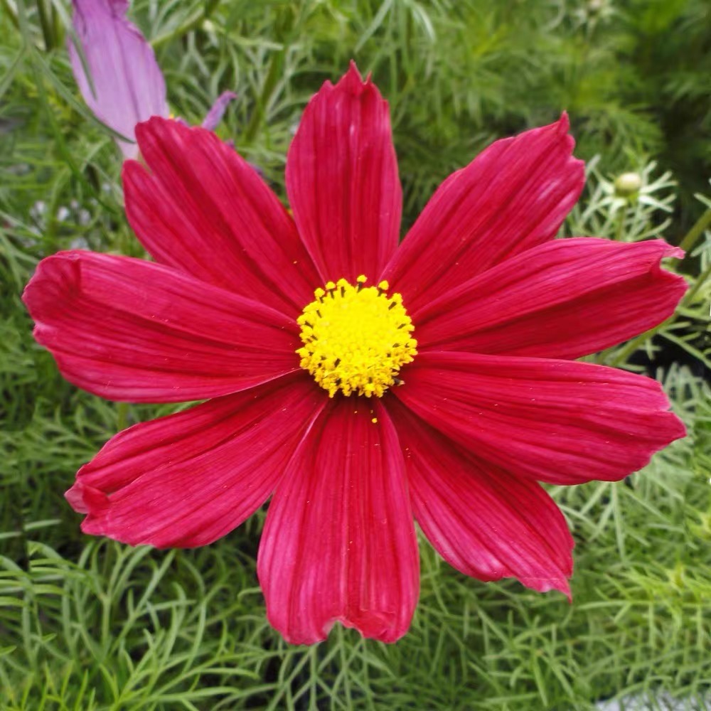 Cosmos  seeds Color red