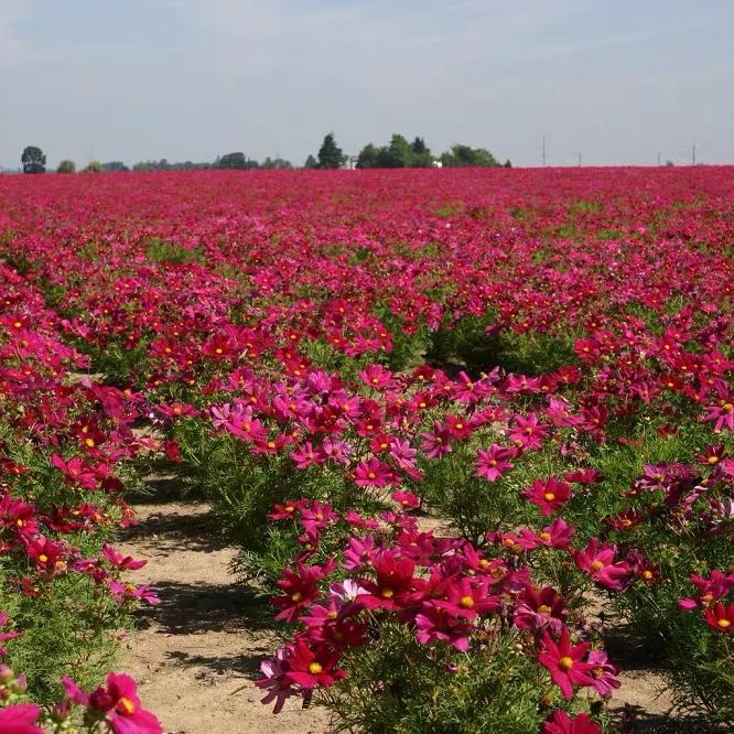 Cosmos  seeds Color red