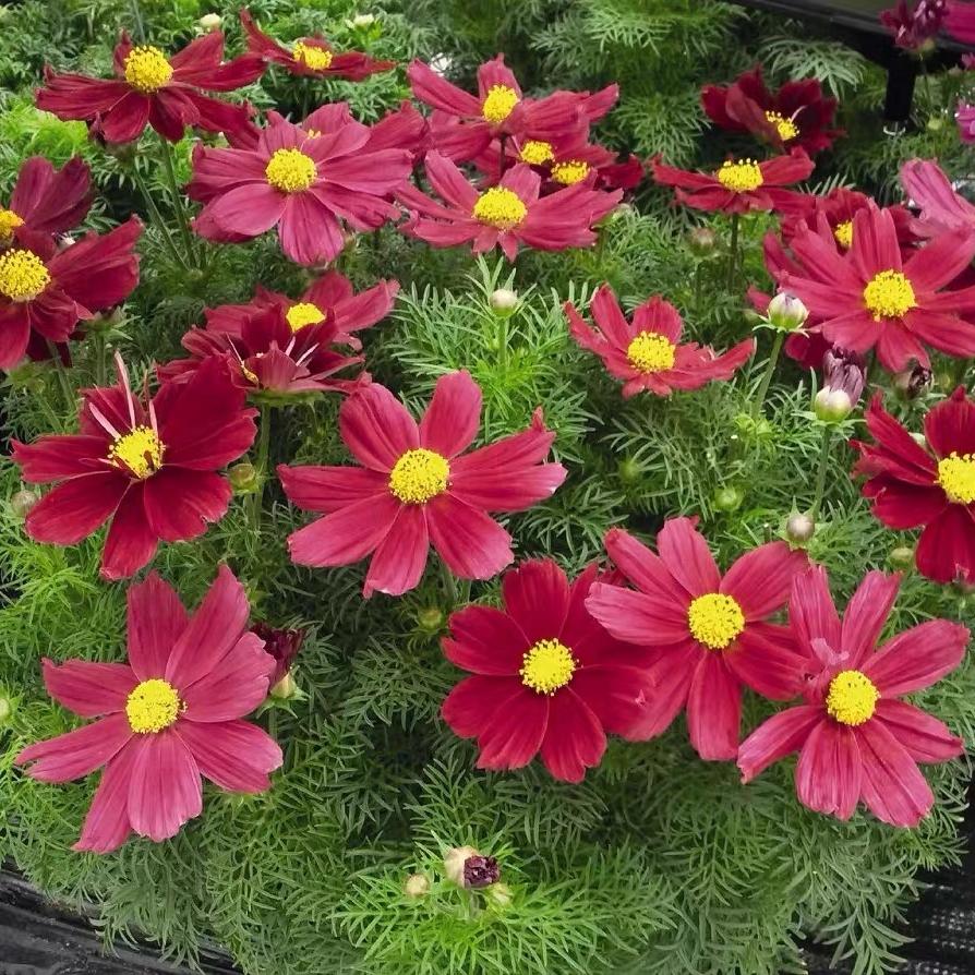 Cosmos  seeds Color red